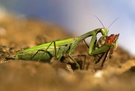 Mahlzeit der Mantis (ND)