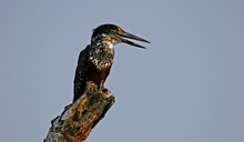 Giant Kingfisher