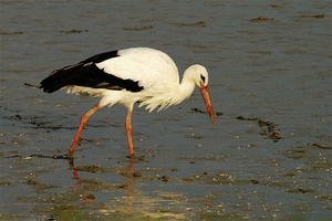 Hecht im Karpfenteich? ND