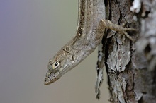 Anolis-Eidechse