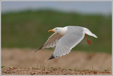 Silbermöwe (Larus argentatus)