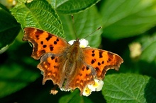 C - Falter Nymphalis c - album