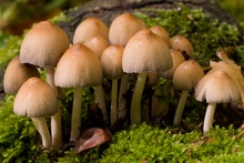 unbekannter Pilz