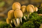 unbekannte Pilze