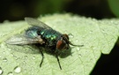 Schmeißfliege