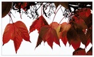 Herbstblätter EBV