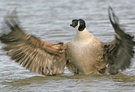Kanadagans (Branta canadensis)