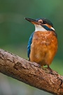 Eisvogel