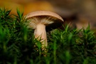 Herbstzeit