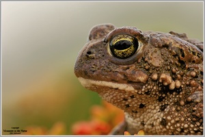 Kreuzkröte (Bufo calamita)