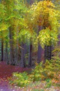 Herbst im Bayerischen Wald