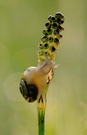 Schnecke