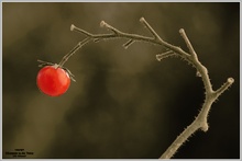 Letzter Gruß des Sommers, Tomatenzweig