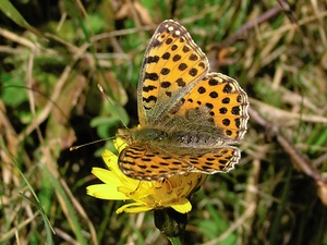 Kleiner Perlmuttfalter (Issoria lathonia)