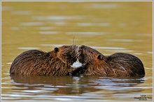 Nutria (Myocastor coypus)