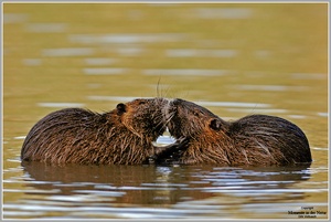 Nutria (Myocastor coypus)