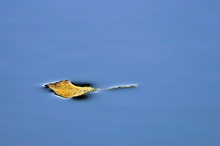 Blatt im Wasser [EBV]