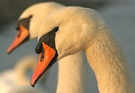 Höckerschwan ( Cygnus olor )