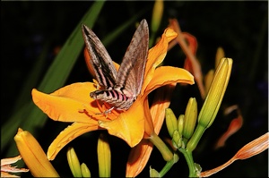 Ligusterschwärmer * Sphinx ligustri *