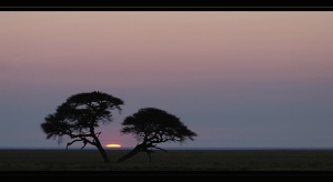Sunrise in Etosha