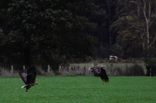 Seeadler in Schleswig Holstein