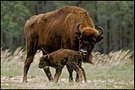 Wisent (Bison bonasus) ZO, EBV