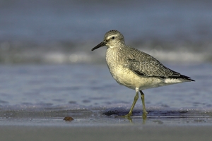 Calidris canutus....ND