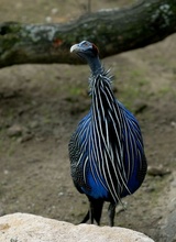 Geierperlhuhn ZO