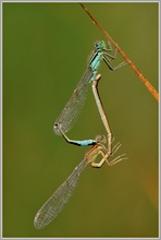 Große Pechlibelle (Ischnura elegans)