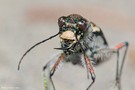 Wald-Sandläufer - Cicindela silvatica - 2  (ND)