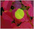 Herbst