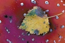Herbstliches Birkenblatt auf Fliegenpilz ND