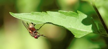 Blatt vom Tüftler