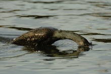 Kormoran (Phalacrocorax carbo) ND