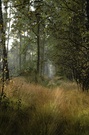 ein kurzer Herbstmoment in der Heide