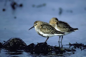Alpenstrandläufer - ND