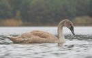 Junger Höckerschwan (ND)