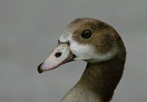 Nilgans Portrait (ND)