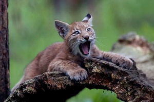 Luchs