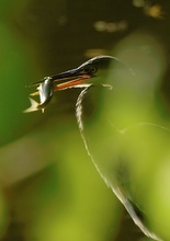 Graureiher (Ardea cinerea) ND