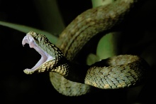 Grüne Buschviper (Atheris squamigera)