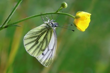 ND Grünaderweißling (Pieris napi)