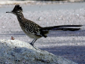 Greater Roadrunner #2 ND