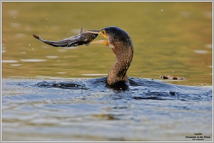 Kormoran (Phalacrorax carbo),