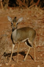 Dikdik (Madoqua kirkii) ND