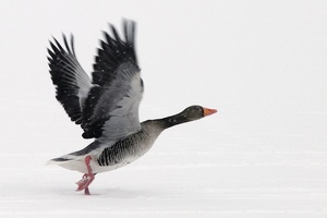 Reload - Start im Schnee 2 - ND