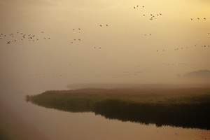 Morgentlicher Gänsezug