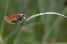 Thymelicus sylvestris - ND