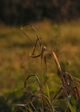 Vertrocknetes Gras