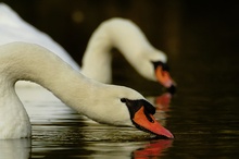 Höckerschwäne (Cygnus olor) ND